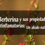 La Berberina y sus Propiedades Antiinflamatorias: Un Aliado Natural